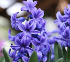 common spring flowers that are toxic for cats, Hyacinths image via Canva