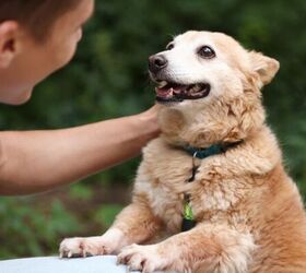 5 checks you can do at home to help keep your dog healthy, Dog with owner image via Canva