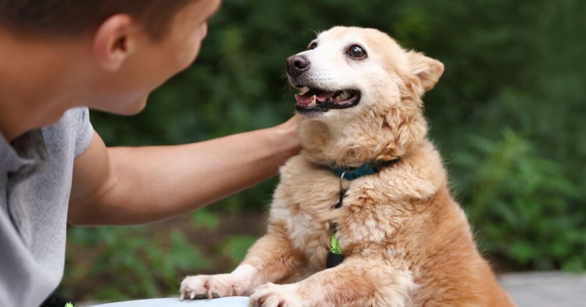 Dogs Getting Help 5 Checks You Can Do At Home To Help Keep Your Dog Healthy | PetGuide