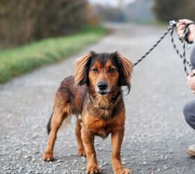 3 tips for giving your dog a better walk, Dog on walk image via Canva