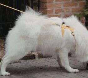 3 tips for giving your dog a better walk, Dog sniffing sidewalk image via Canva