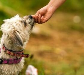 3 tips for giving your dog a better walk, Giving dog a treat image via Canva