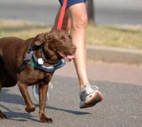 3 tips for giving your dog a better walk, Dog on walk image via Canva