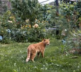 How to Create a Cat-Safe Garden Without Giving Up Beautiful Plants