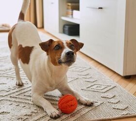 What To Consider Before Using Talking Pet Buttons