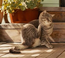 Spring Allergy Signs Every Pet Owner Should Watch For