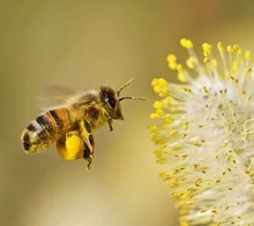 spring allergy signs every pet owner should watch for, Pollen image via Canva