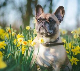 spring allergy signs every pet owner should watch for, Dog with daffodils image via Canva