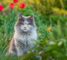 spring allergy signs every pet owner should watch for, Cat image via Canva