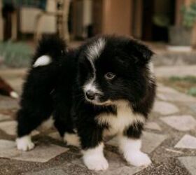 The Best Time of Year to Bring a Puppy Home