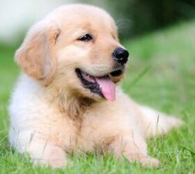 Puppy on grass - image via Canva