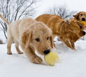 Puppy in snow - image via Canva