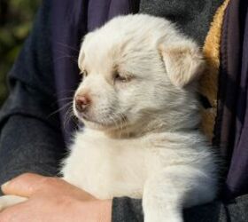 Puppy - image via Canva