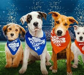 puppy bowl xxii fave tiegan breaks hearts as he passes away