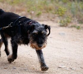 anti aging vaccine for dogs still requires a healthy lifestyle