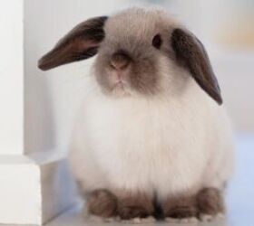 5 Tips for House Training a Rabbit