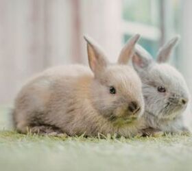 5 tips for house training a rabbit, Rabbits image via Canva
