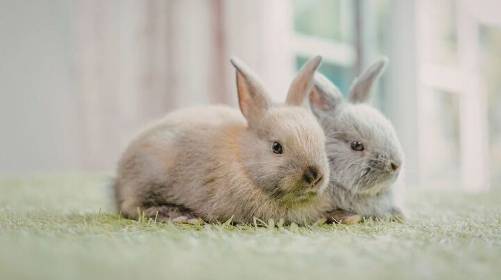 5 Tips for House Training a Rabbit | PetGuide