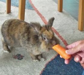 5 tips for house training a rabbit, Rabbit eating a carrot image via Canva