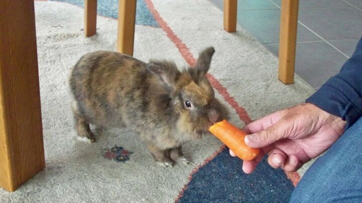 5 Tips for House Training a Rabbit | PetGuide