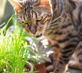 why your cat loves to chew grass and is it safe, Cat chewing grass image via Canva