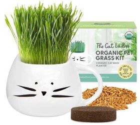 why your cat loves to chew grass and is it safe, The Cat Ladies Organic Cat Grass for Cats image via Amazon