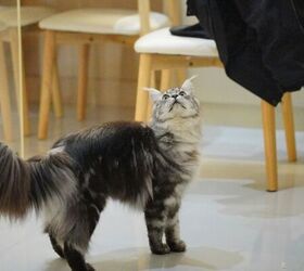 3 weird cat behaviors explained, Cat staring image via Canva