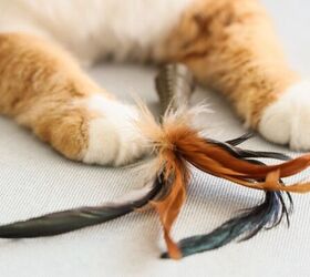 3 weird cat behaviors explained, Feather cat toy image via Canva