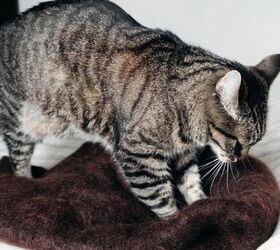 3 weird cat behaviors explained, Cat kneading image via Canva