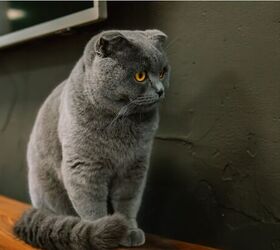 3 weird cat behaviors explained, Cat staring image via Canva