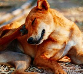 has flea tick season become a year round event