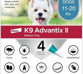 has flea tick season become a year round event