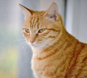 Orange Cat Has Gone Viral for Refusing to Let His Dad Leave for Work