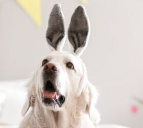 7 hazards you should keep well away from your pets this easter, Dog wearing bunny ears image via Canva