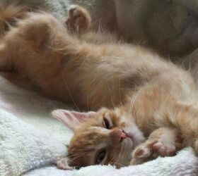 Kitten stretching - image via Canva