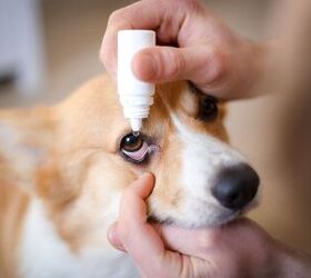 dry eye in dogs its a thing, photo credit Jus OI shutterstock com