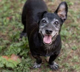 what to expect when you adopt a senior dog, Jucadima Shutterstock