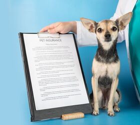 what to look for when shopping for pet insurance, Yta23 Shutterstock