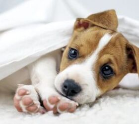 5 tips for bringing a puppy home, Puppy image via Canva