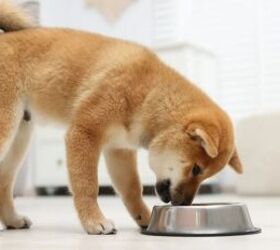 5 tips for bringing a puppy home, Puppy eating from bowl image via Canva