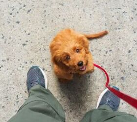 5 tips for bringing a puppy home, Puppy on leash image via Canva