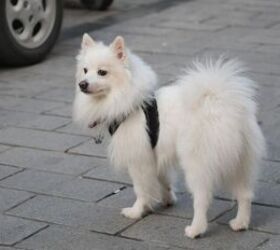 do purebred dogs really have more health problems, Japanese Spitz image via Canva