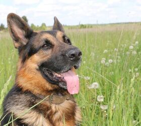do purebred dogs really have more health problems, German Shepherd image via Canva