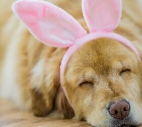 Dog wearing bunny ears - image via Canva