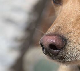 Dogs Can Smell Hemangiosarcoma, a Type of Canine Cancer