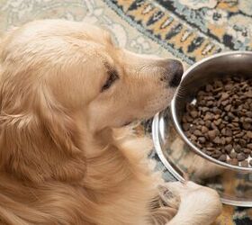 high levels of heavy metals found in many dog foods, Potashev Aleksandr Shutterstock
