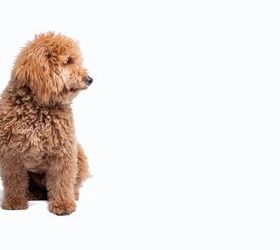 dog abandoned at airport creates a line up of potential adopters, photo credit Soy Sondra shutterstock com