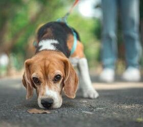 How to Recognize Displacement Behaviors in Your Dog