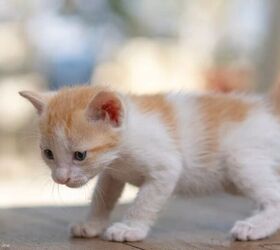 How to Socialize a Shy or Timid Kitten