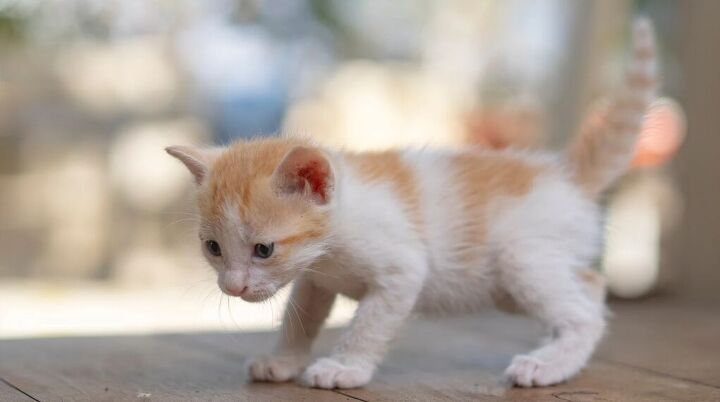 Timid Kitty How to Socialize a Shy or Timid Kitten | PetGuide